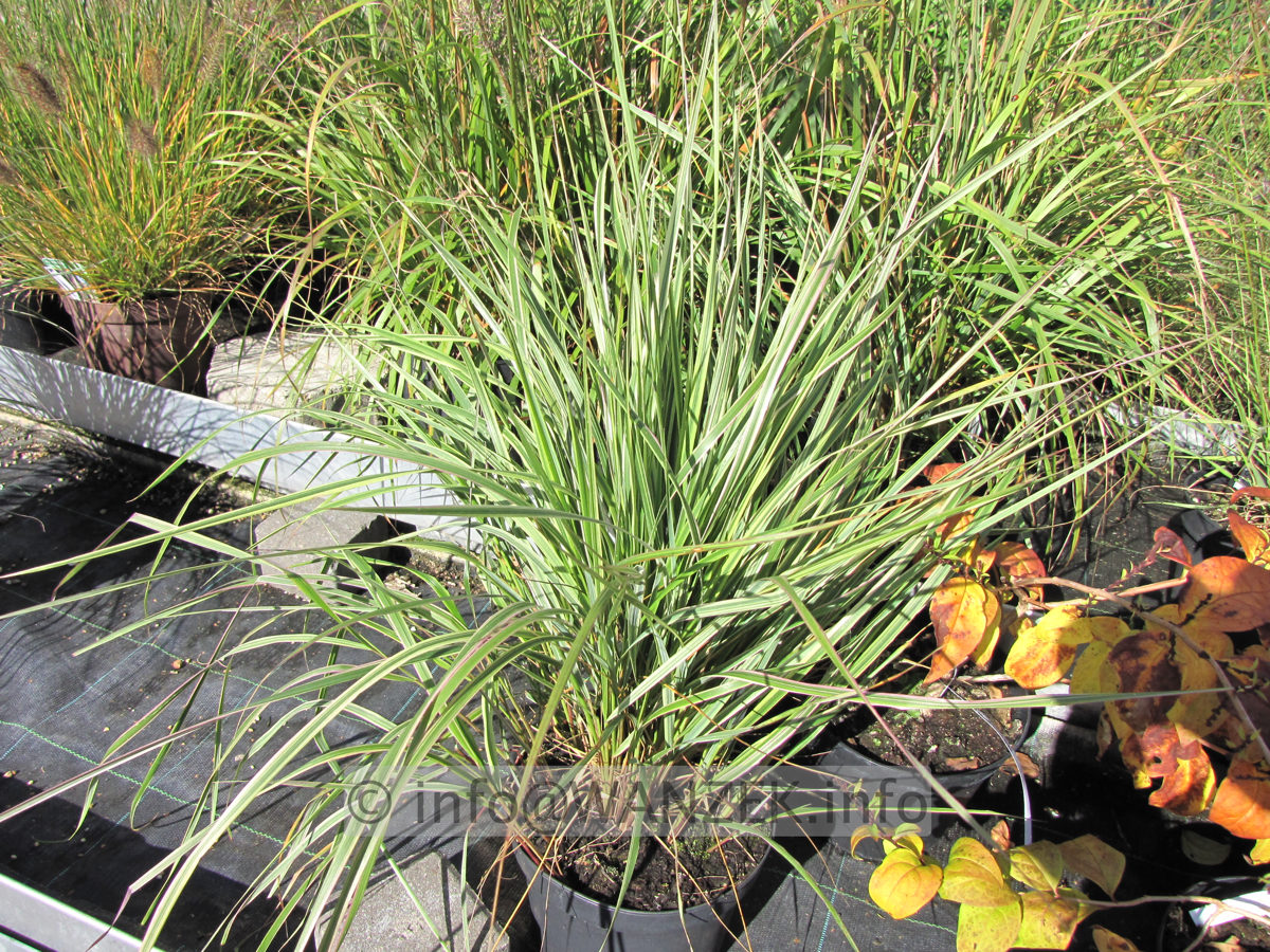Calamagrostis acutiflora Overdam.JPG